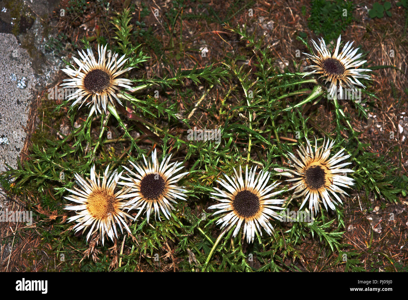Fleurs de la Carline acaule (Carlina acaulis) Chardon poussant dans les montagnes des Pyrénées en France. Banque D'Images