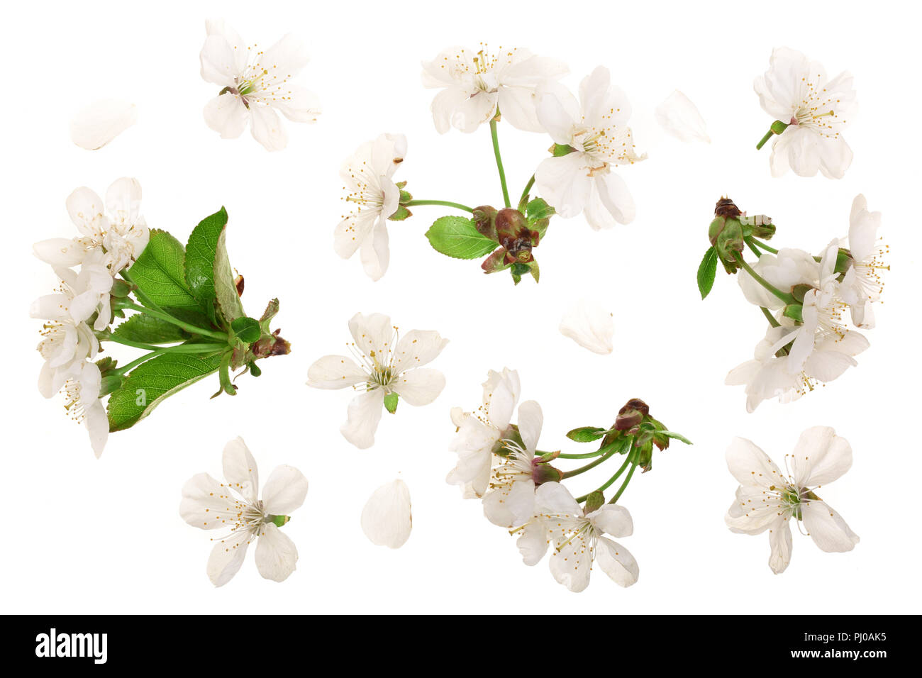 Branche avec fleurs de cerisier isolé sur fond blanc. Vue d'en haut. Mise à plat. Banque D'Images