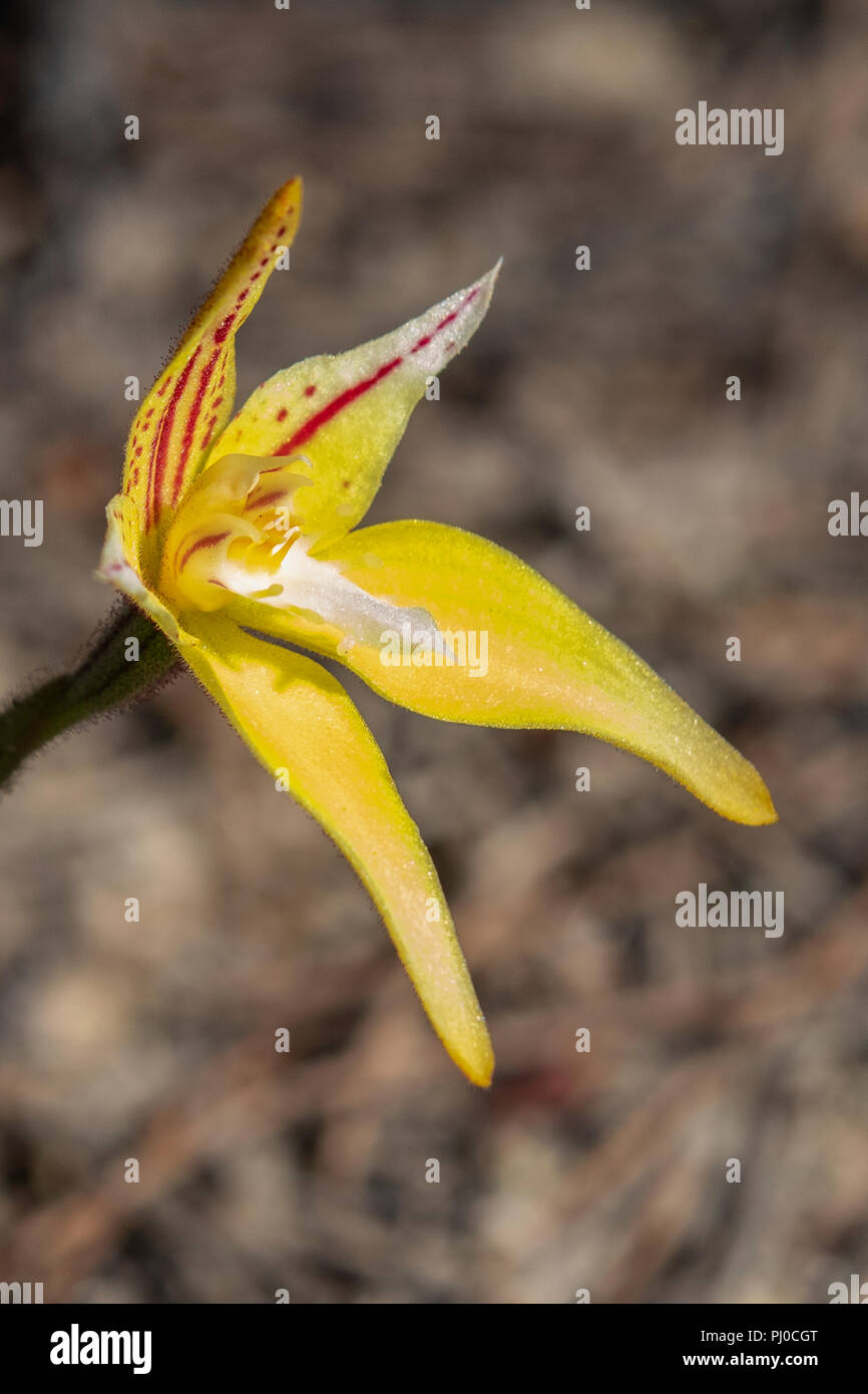 Caladenia flava, coucou bleu Orchid Banque D'Images