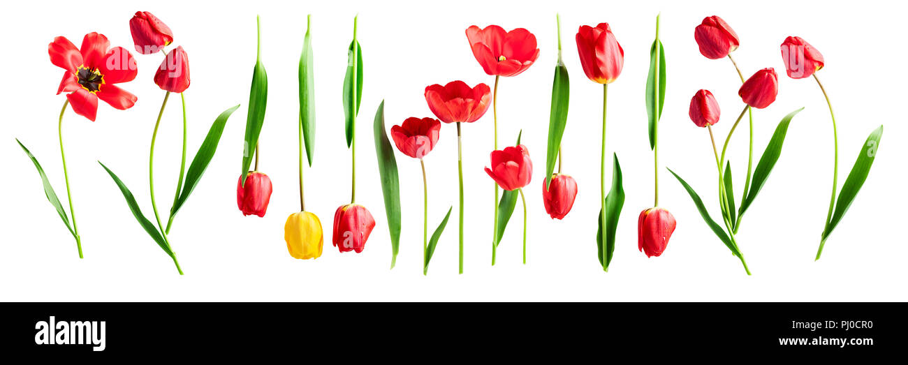 Tulip collection fleur et feuilles. Groupe d'objets isolé sur fond blanc. Printemps des fleurs de jardin Banque D'Images