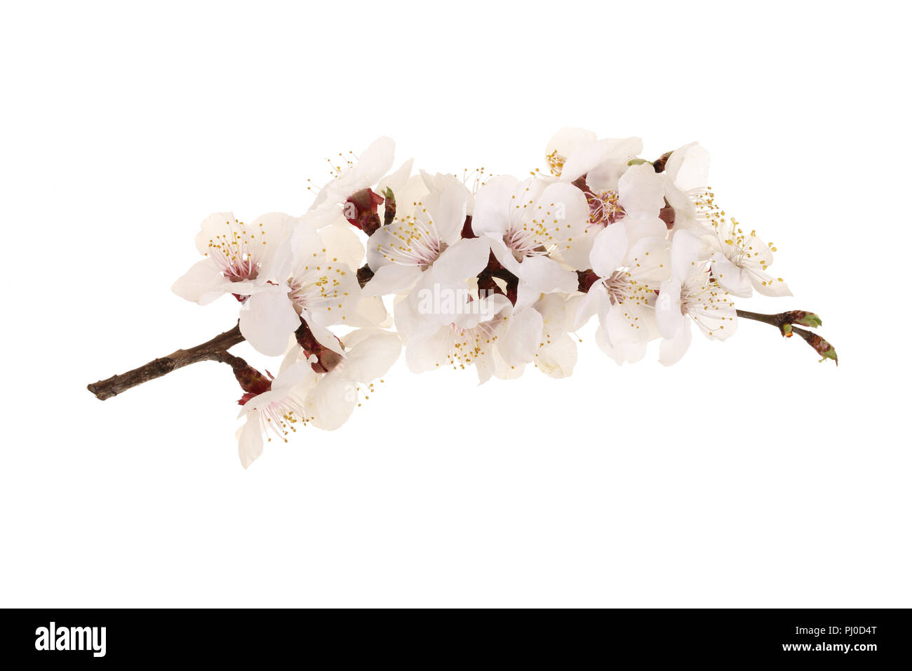 Branche avec fleurs abricot isolé sur fond blanc. Vue d'en haut. Mise à plat Banque D'Images