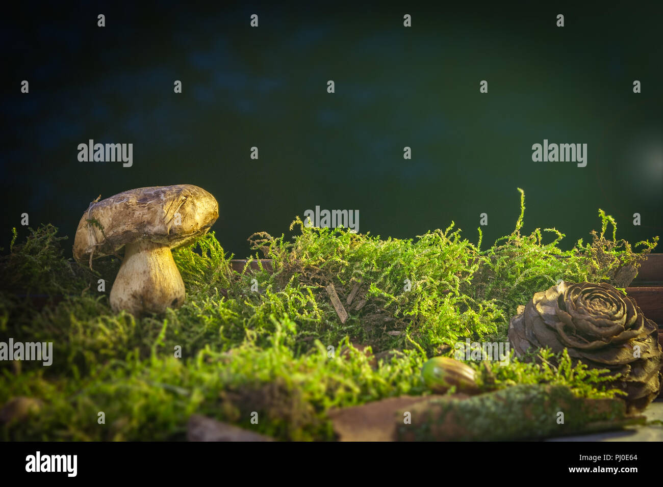 Un plaisir, une image de rêve d'un champignon vénéneux dans moss avec cône de pin et de glands et un peu de reflets. Banque D'Images