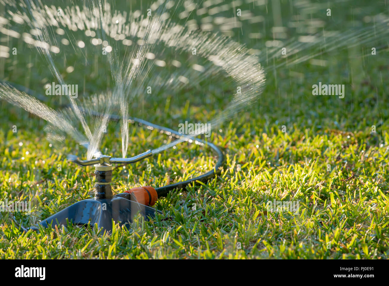 Une arroseur de jardin vaporisant de l'eau sur une pelouse de St. Augustine (Palmetto) dans une cour arrière de Sydney en Australie Banque D'Images