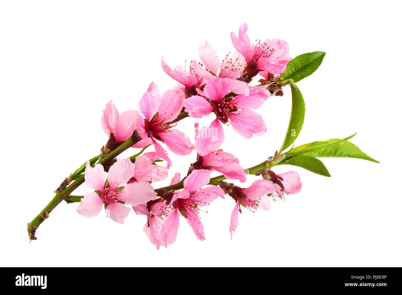 Fleur de cerisier, fleurs de Sakura isolé sur fond blanc Banque D'Images