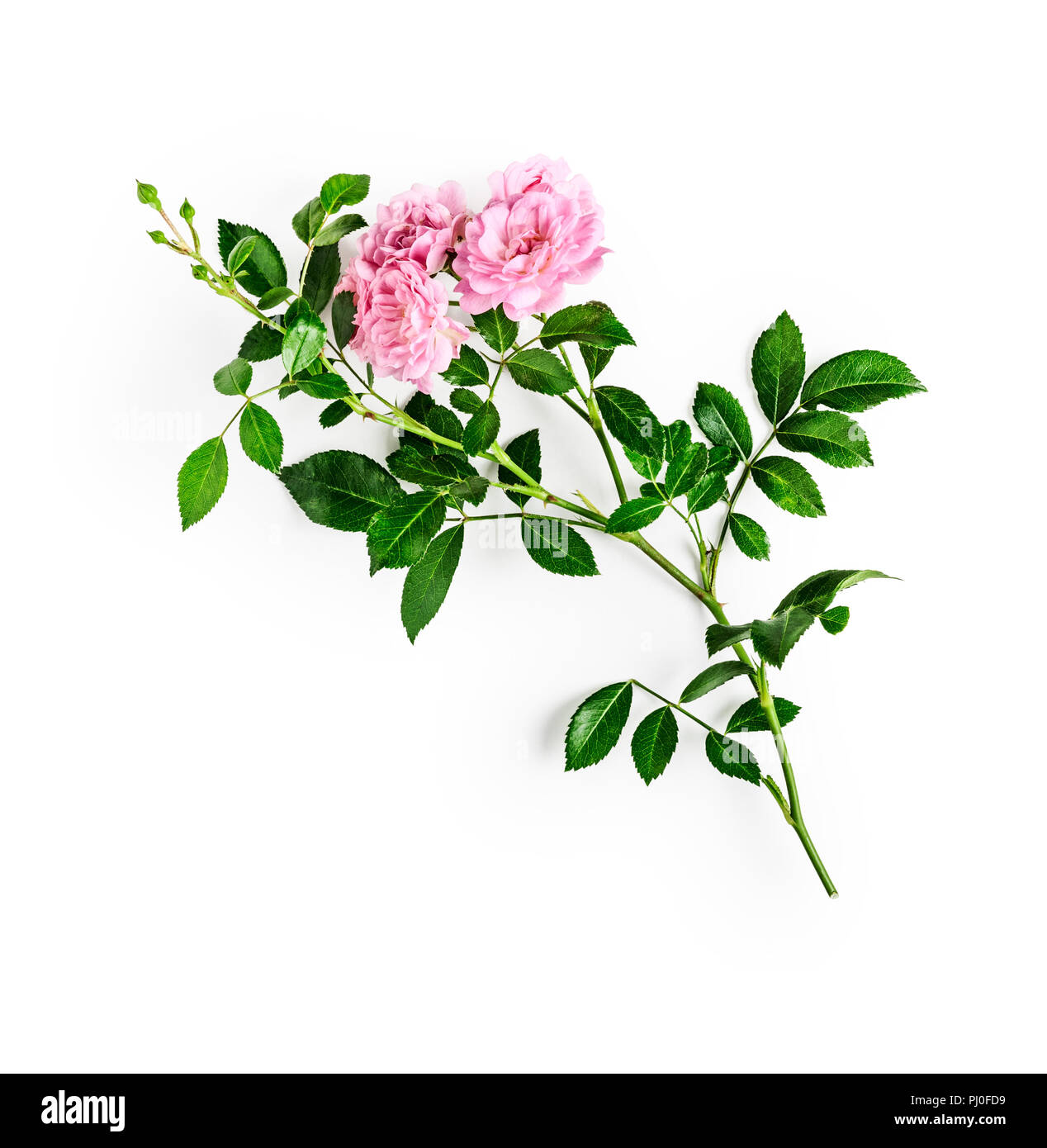 Rose rose fleur avec la tige et les feuilles. Les petits rosiers grimpants en jardin d'été. Seul objet isolé sur fond blanc. Haut de la vue, télévision lay. Design e Banque D'Images