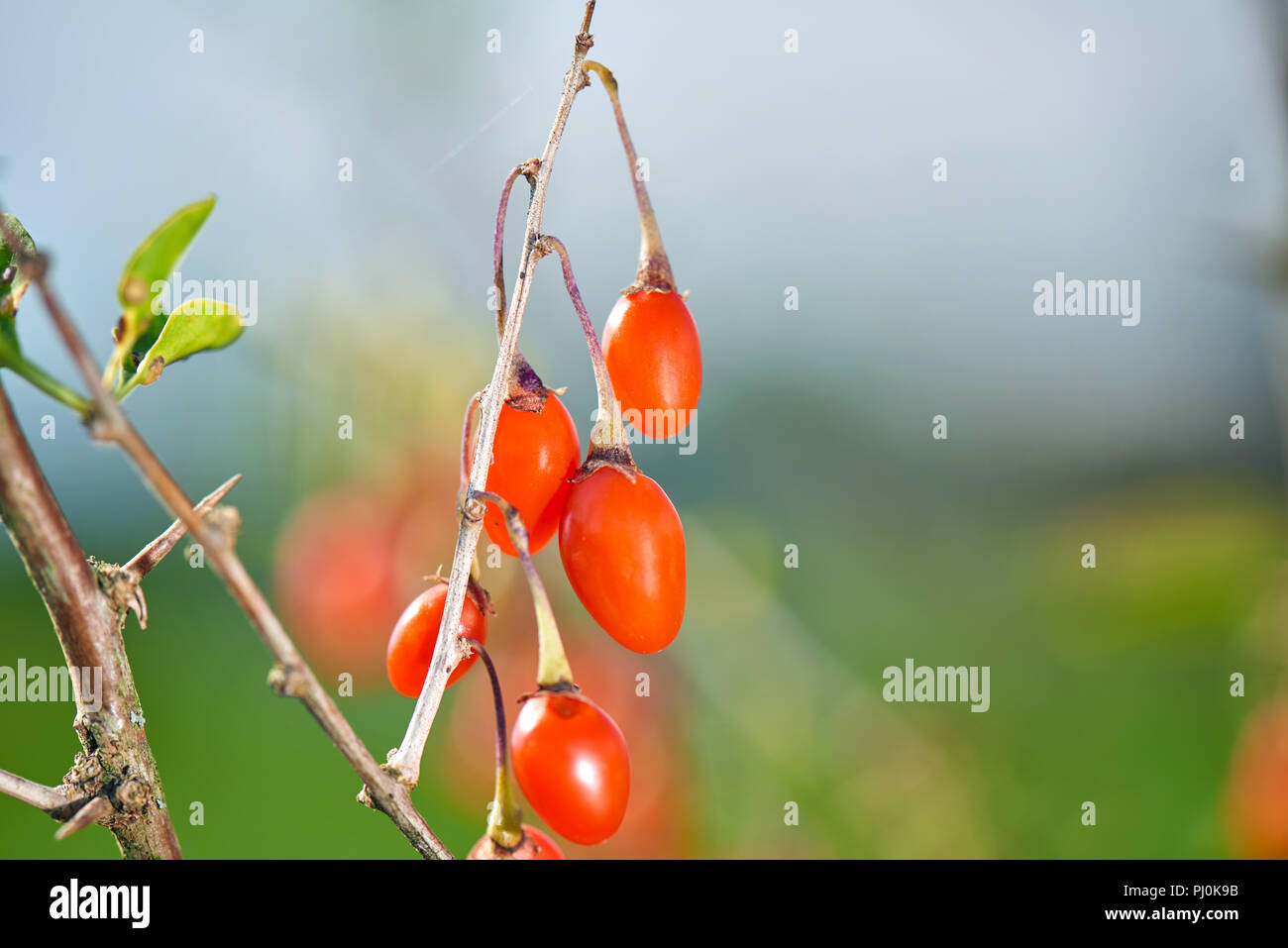 Le Goji Berry. Twig rempli de baies de goji frais Banque D'Images