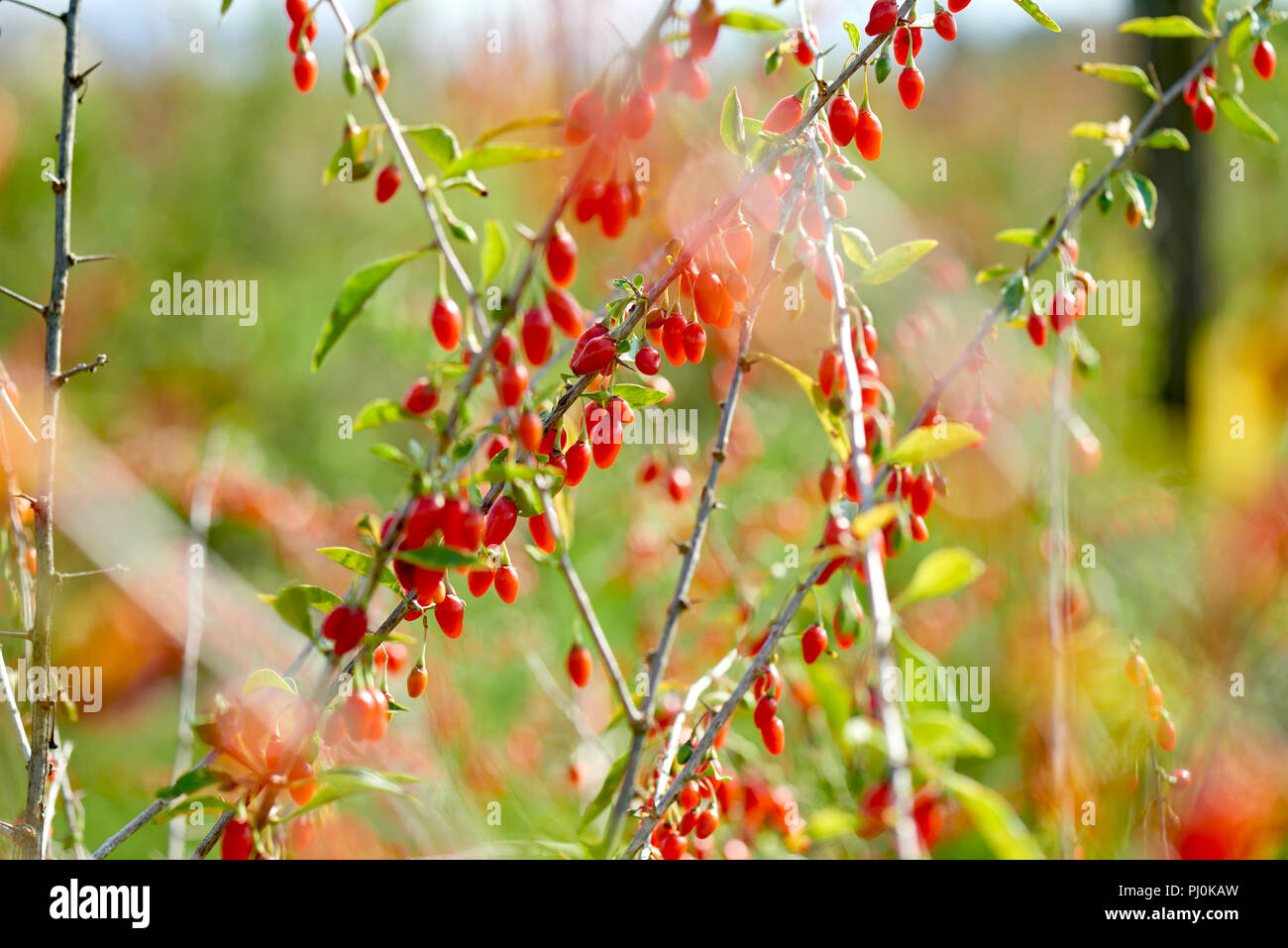 Le Goji Berry. Twig rempli de baies de goji frais Banque D'Images