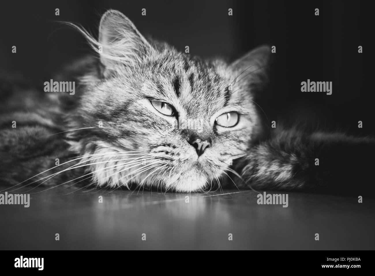 Portrait d'un chat tabby duveteux méditation couchée sur le sol. Noir et blanc, Close up Banque D'Images
