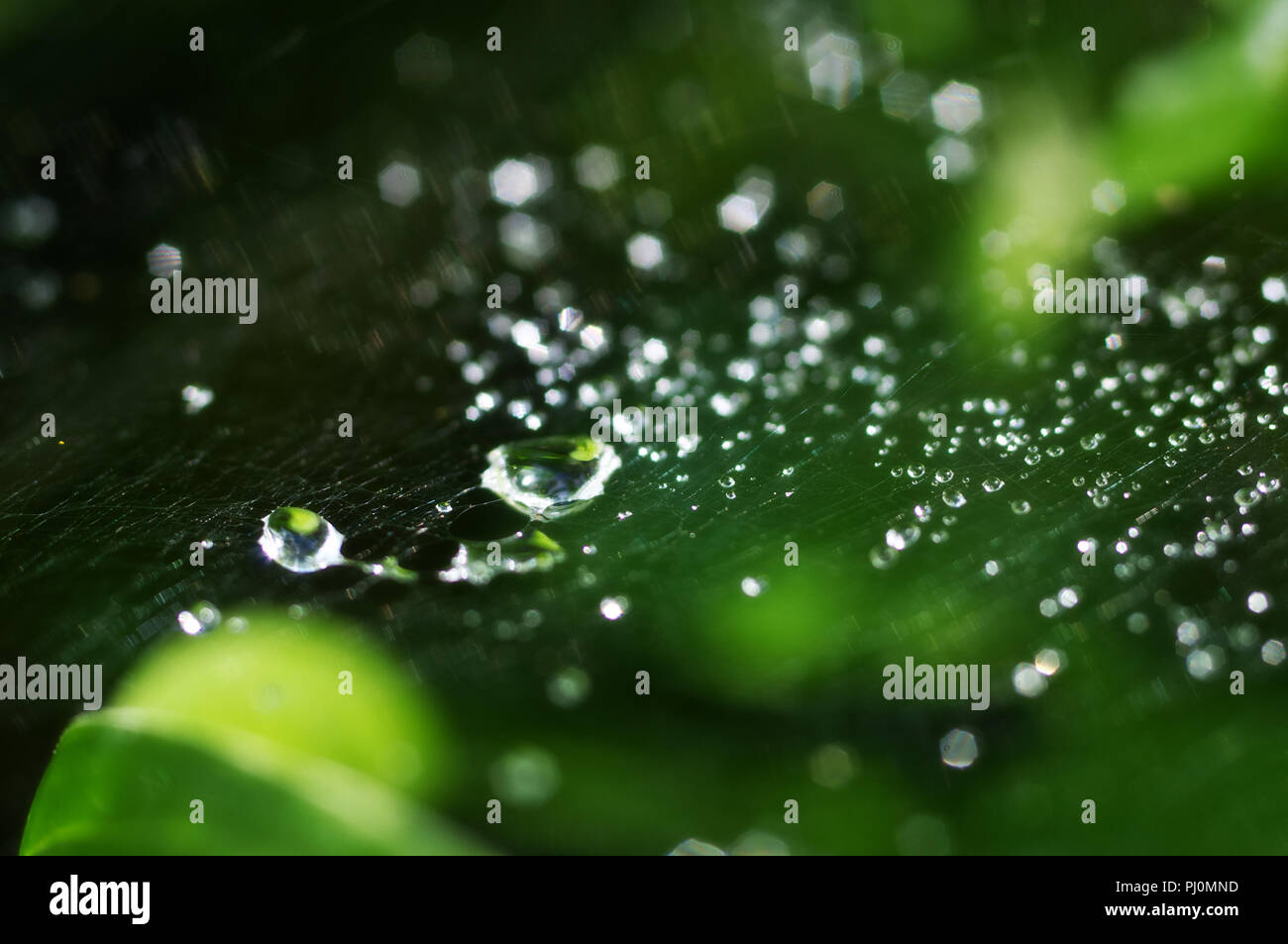 La belle nature avec arrière-plan transparent frais matin gouttes d'eau de pluie sur une feuille verte. Gouttes de rosée dans le sur une toile d'araignée, belle boke Banque D'Images