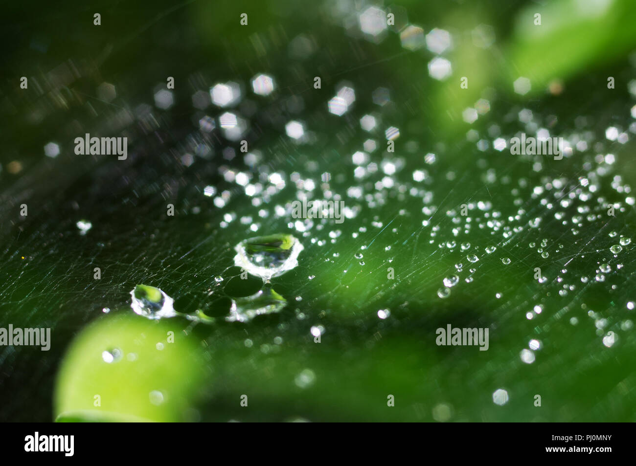 La belle nature avec arrière-plan transparent frais matin gouttes d'eau de pluie sur une feuille verte. Gouttes de rosée dans le sur une toile d'araignée, belle boke Banque D'Images