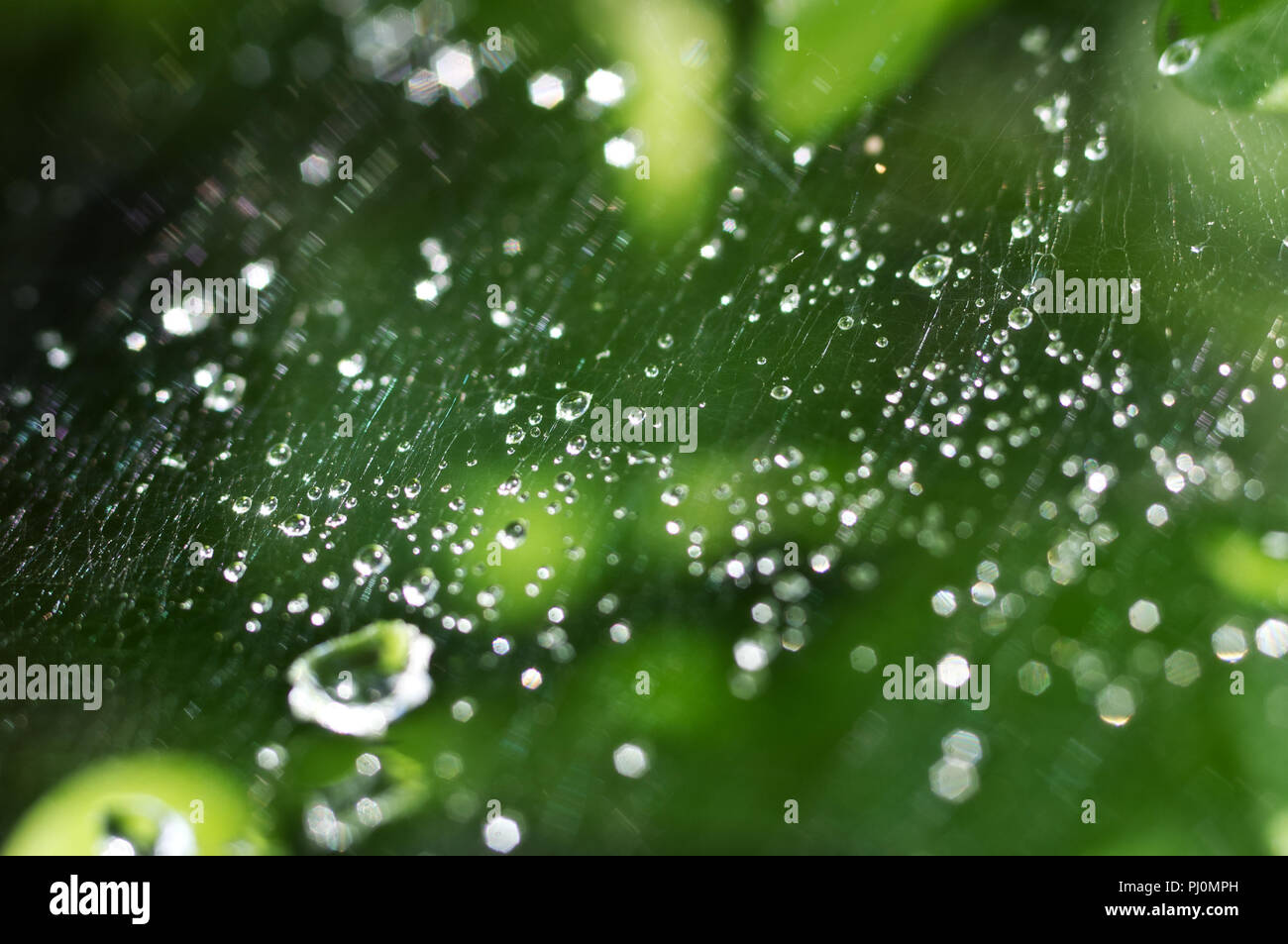 La belle nature avec arrière-plan transparent frais matin gouttes d'eau de pluie sur une feuille verte. Gouttes de rosée dans le sur une toile d'araignée, belle boke Banque D'Images