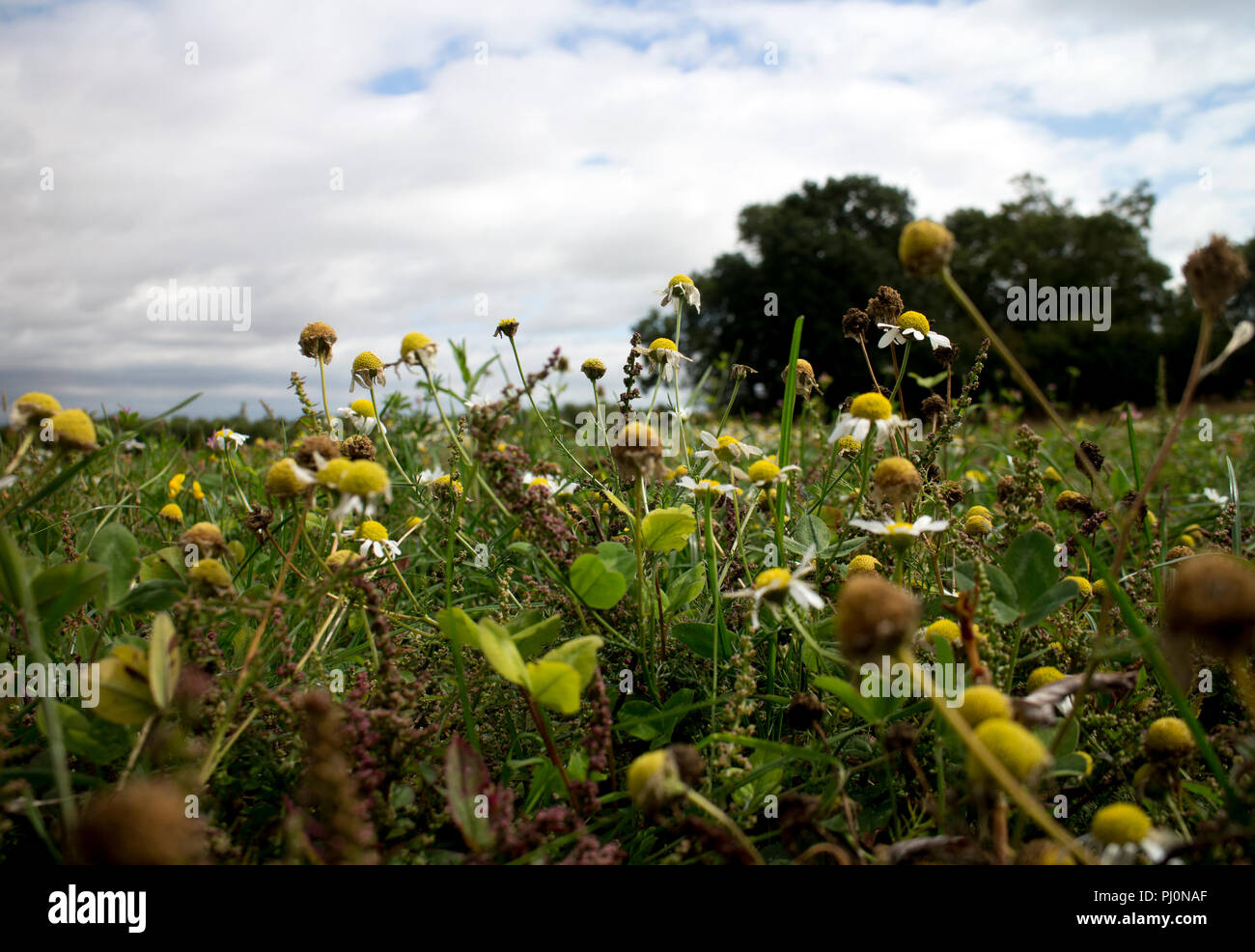 Mauvaises herbes arables, Warwickshire, UK Banque D'Images