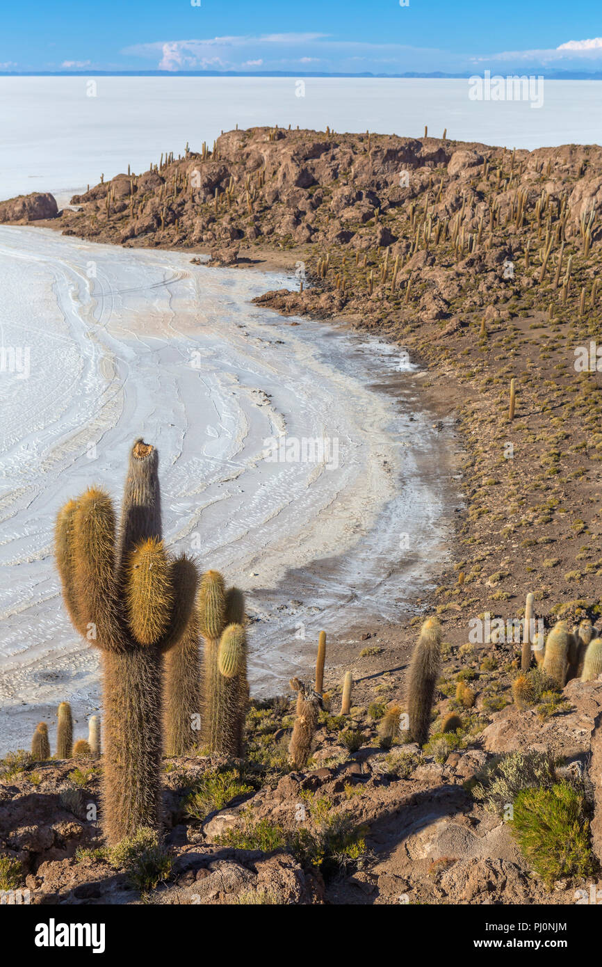 L'île de Incahuasi, Uyuni salt flat, Salar de Uyuni, Potosi, Bolivie ministère Banque D'Images