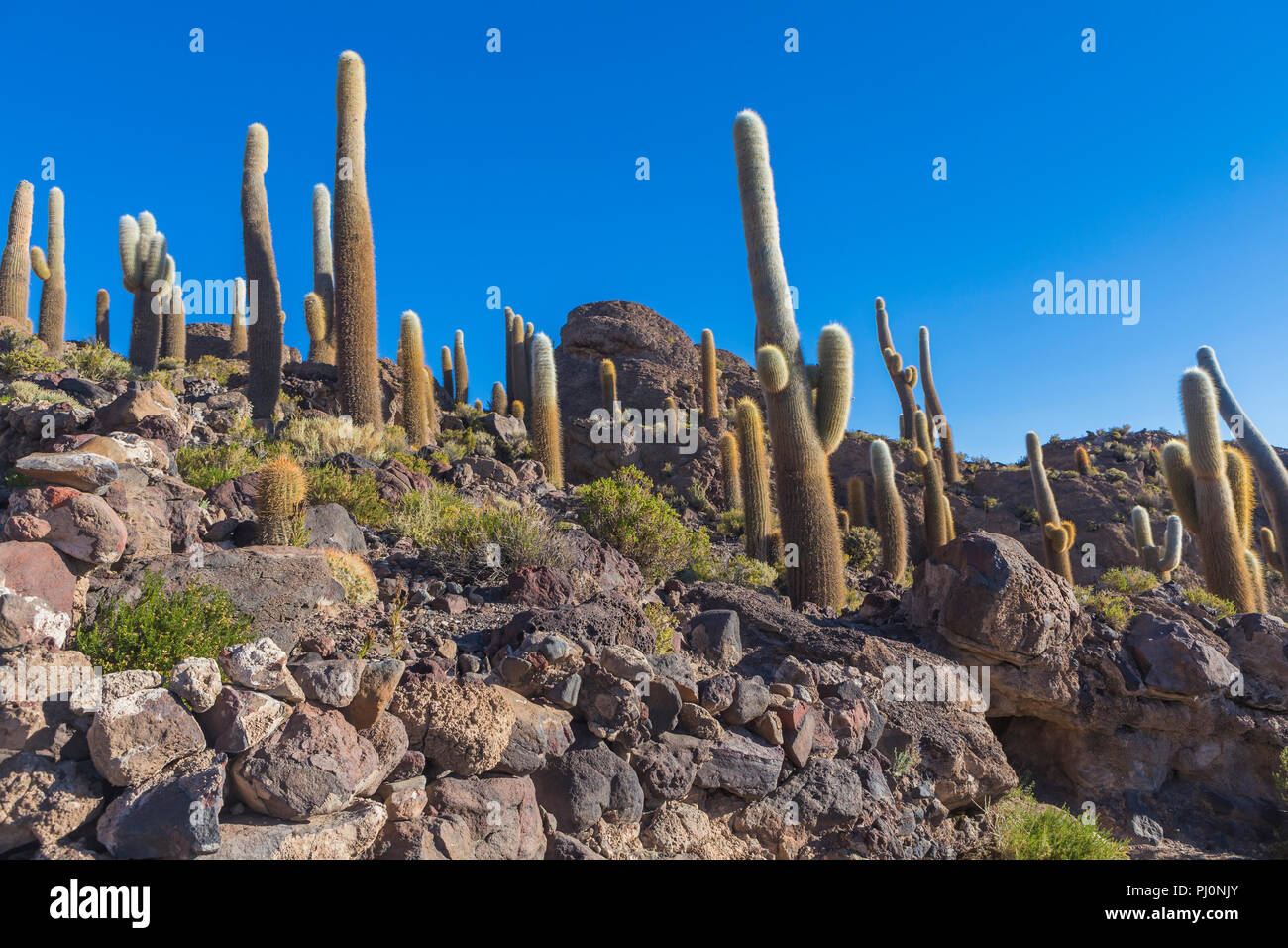 L'île de Incahuasi, Uyuni salt flat, Salar de Uyuni, Potosi, Bolivie ministère Banque D'Images