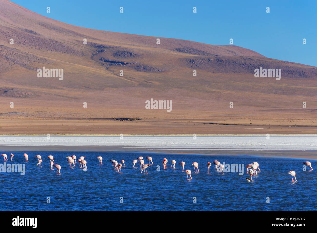 Laguna Canapa, Potosi, Bolivie ministère Banque D'Images