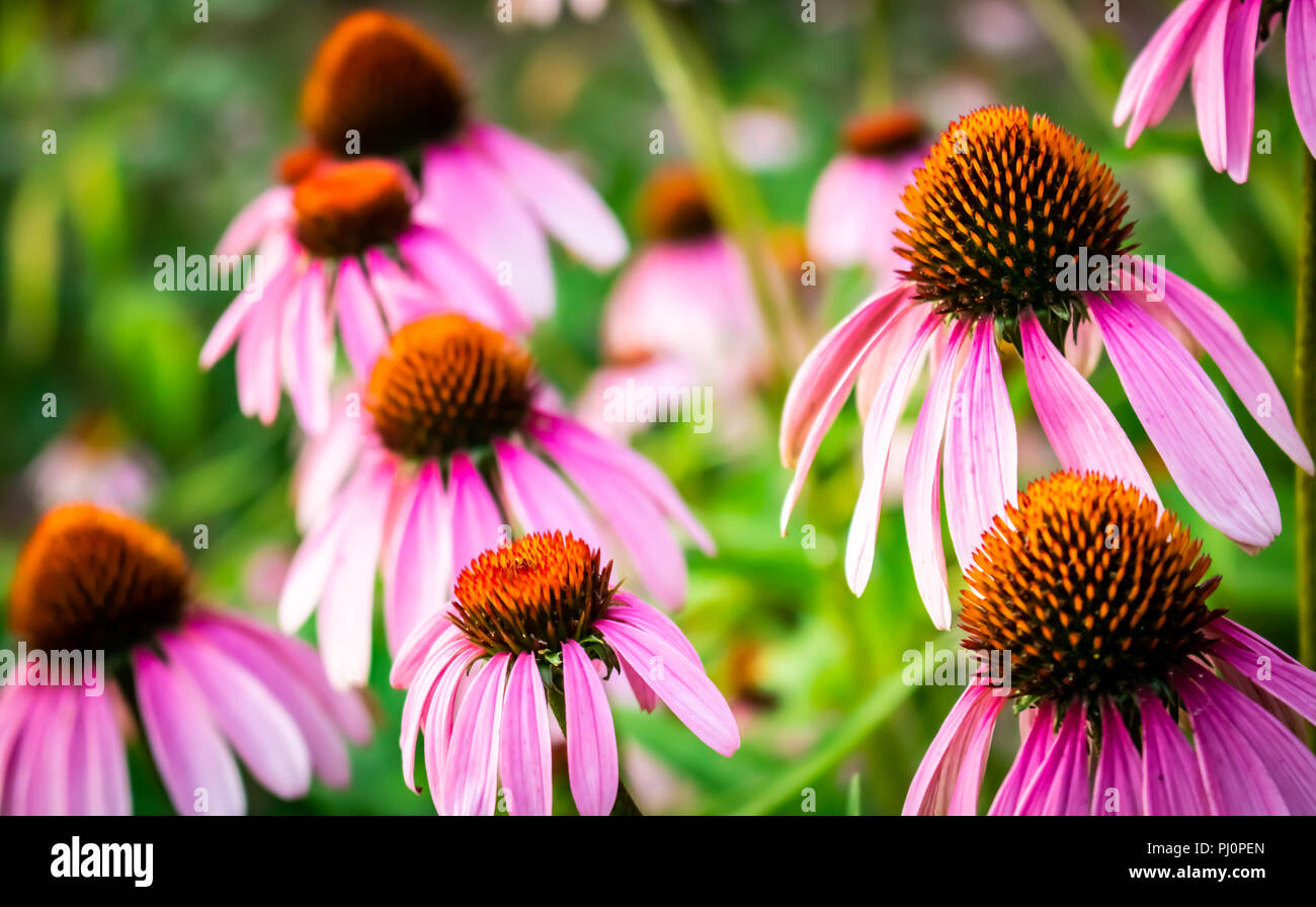 Echinacea angustifolia Banque D'Images