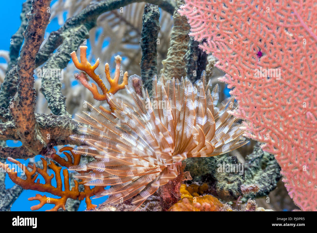 Barrière de corail en mer Carbiiean Margnificent Sabellastarte magnifica Feather Duster Worms Banque D'Images