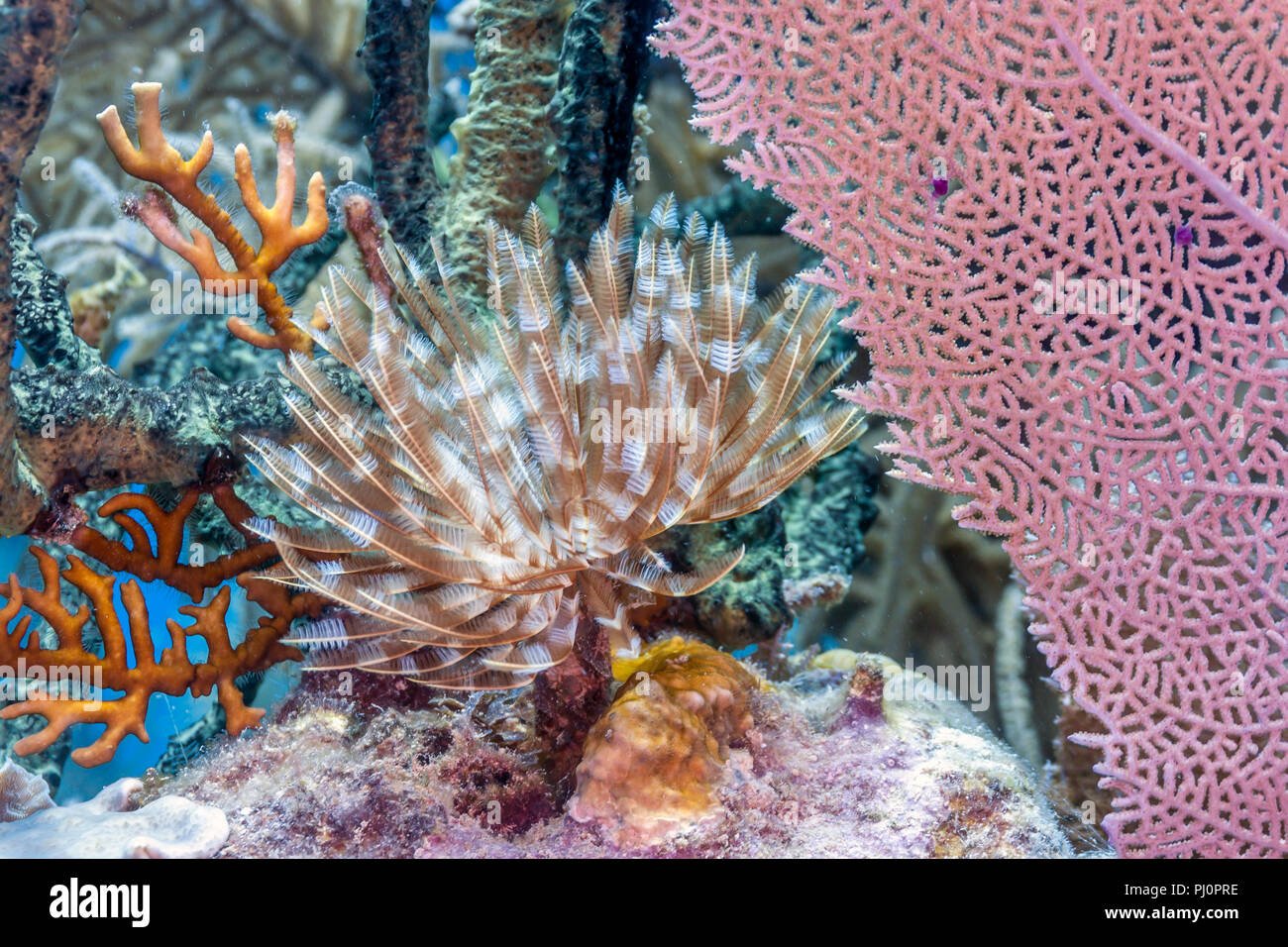 Barrière de corail en mer Carbiiean Margnificent Sabellastarte magnifica Feather Duster Worms Banque D'Images
