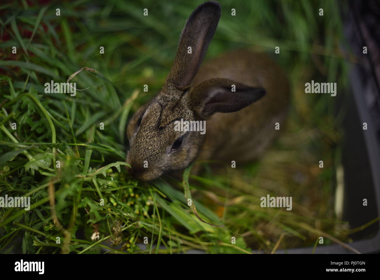 Lapin isolés jouissant de ses délicieux dîner de mauvaises herbes et l'herbe Banque D'Images