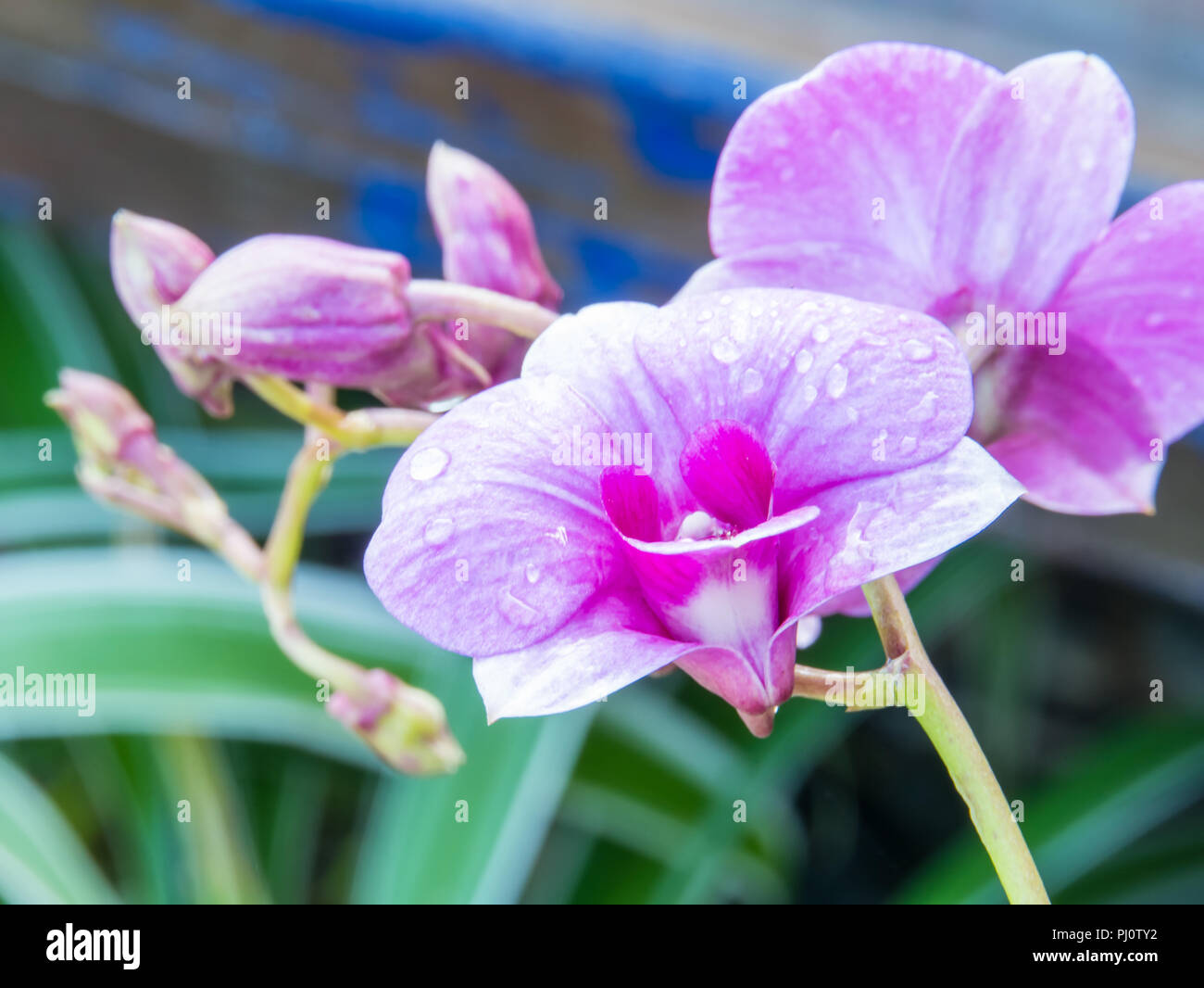 Belle orchidée pourpre sur le tissu de fond, Banque D'Images