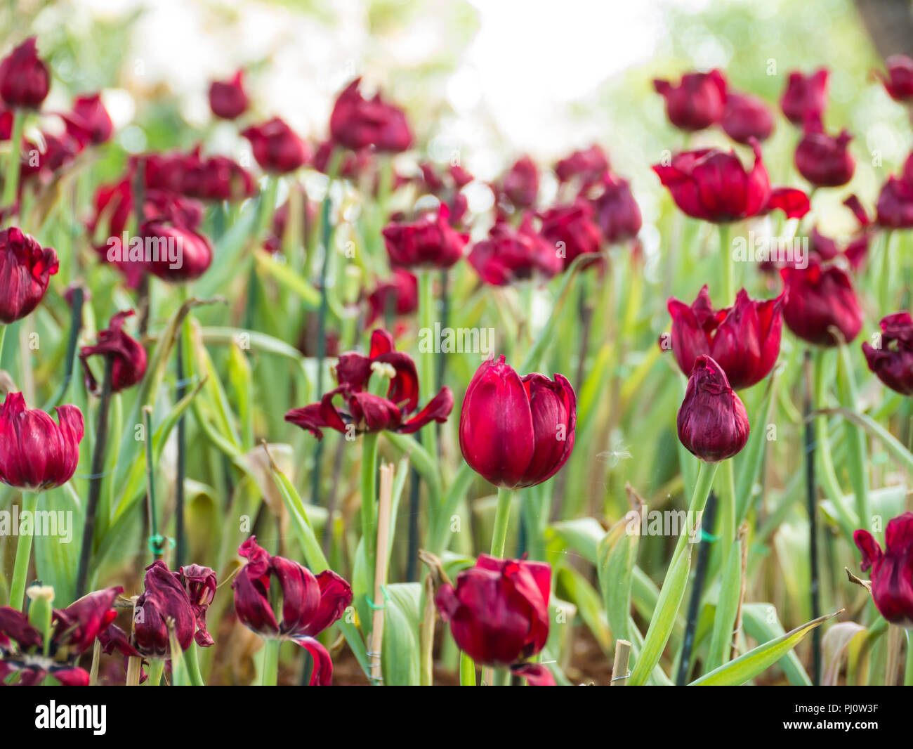 Tulipes au jardin sur l'arrière-plan flou, Banque D'Images