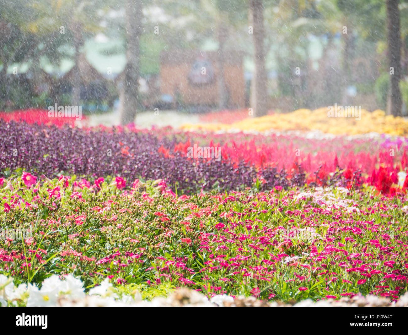 Fleur pourpre floue floue et fond de pluie, fleur rouge, l'arrière-plan Banque D'Images