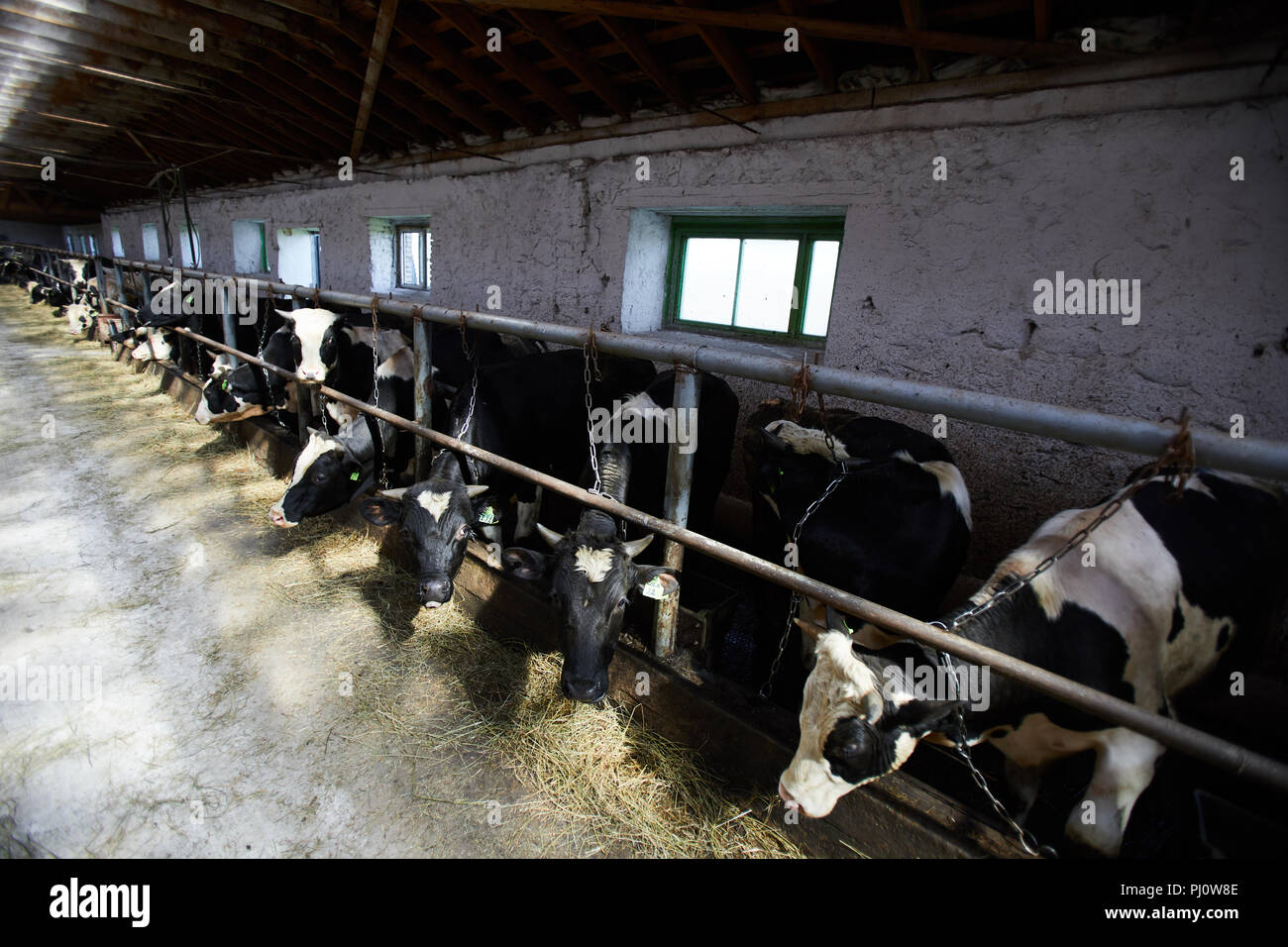 Rangée de vaches à la ferme Banque D'Images