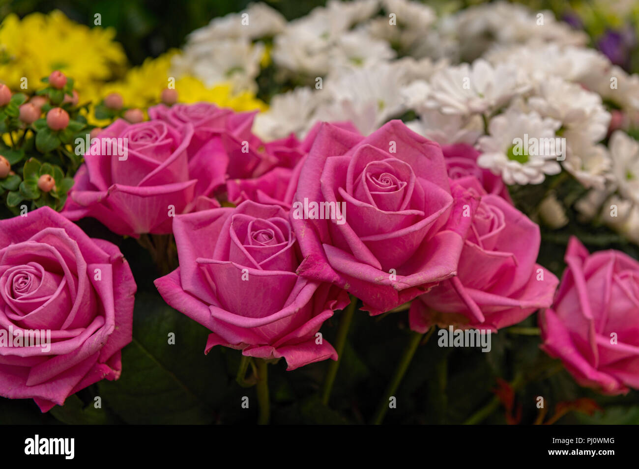 Roses roses dans un fleuriste Banque D'Images