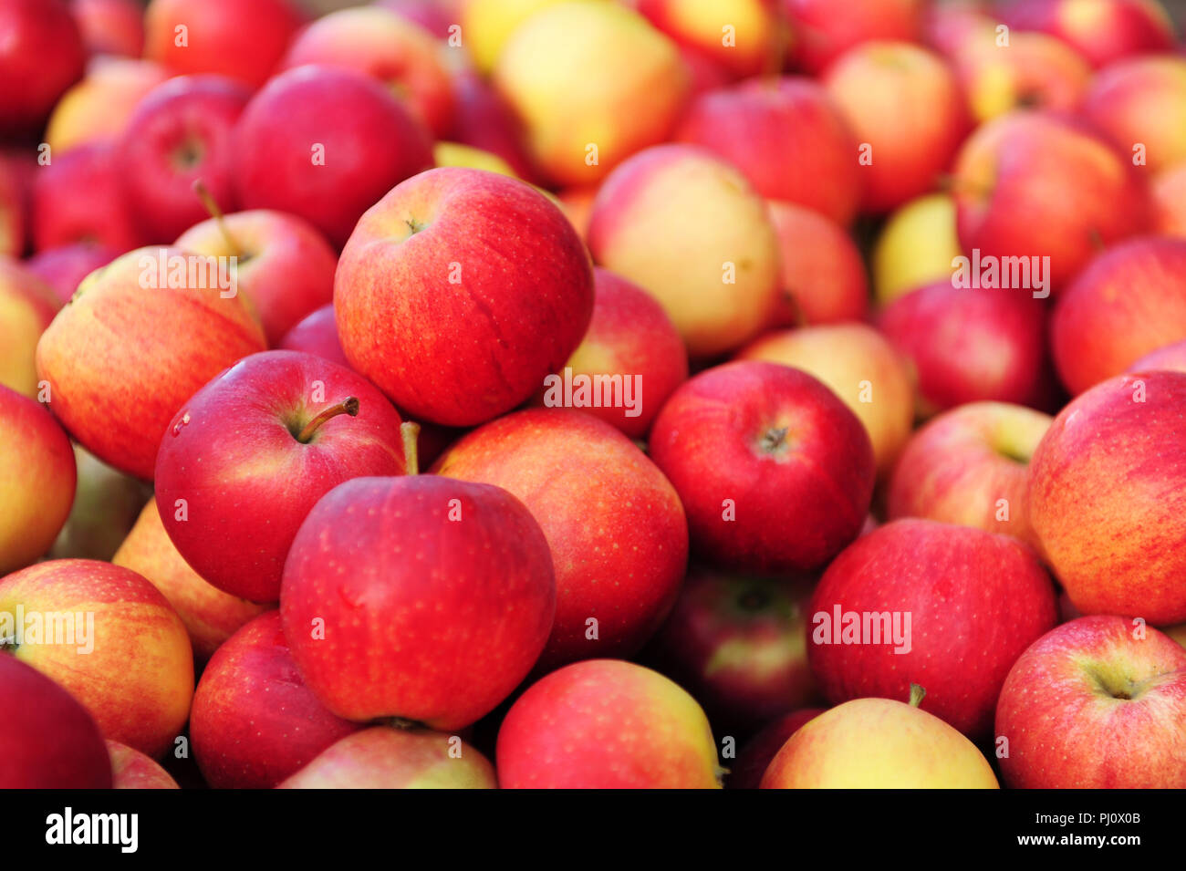 Close up of Apples Banque D'Images