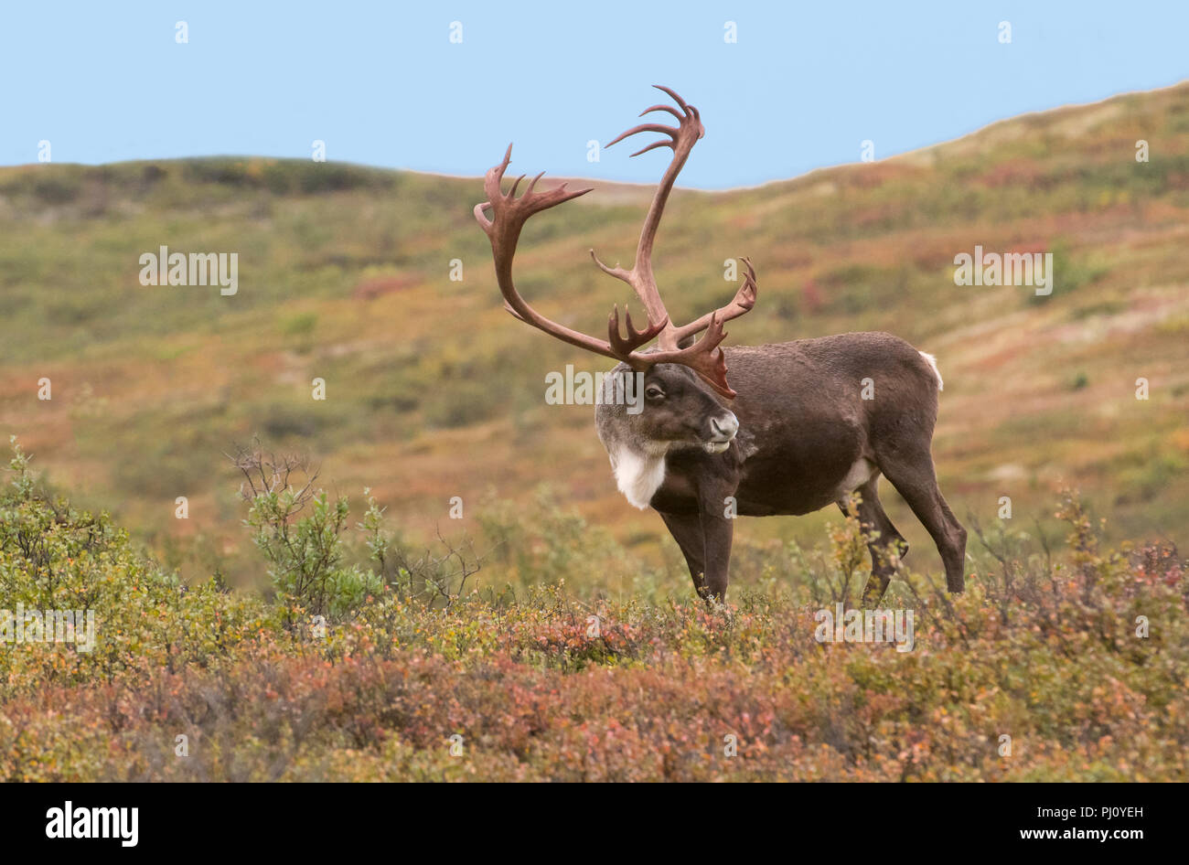 Bull, le caribou de la toundra, l'automne, le parc national Denali, Alaska Banque D'Images