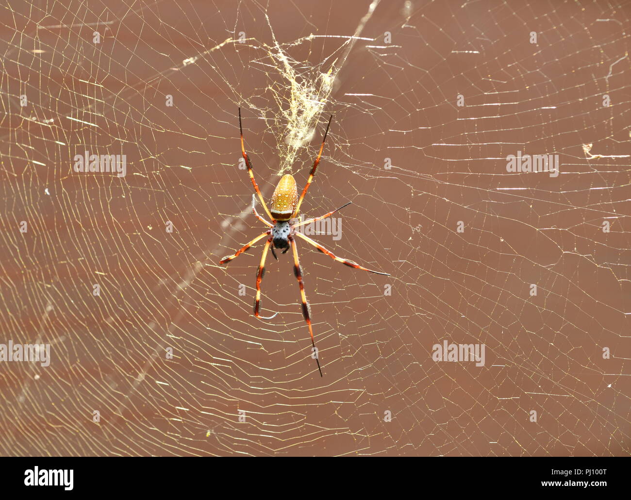 Golden Silk Orbweaver (Nephila clavipes spider) Banque D'Images