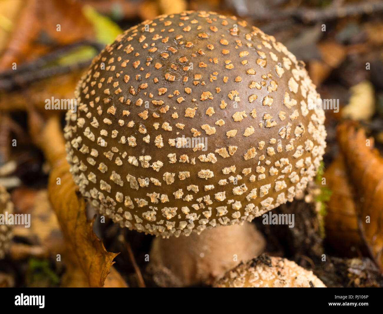Fraîchement émergées de la fructification des champignons, Amanita  rubescens Blusher, parmi la litière de bouleau Photo Stock - Alamy