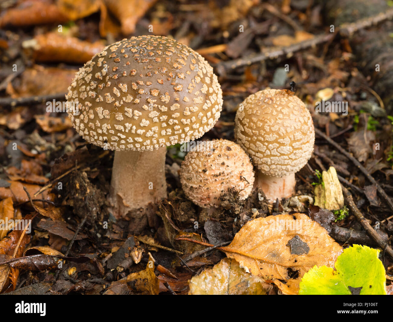 Fraîchement émergées des organes de fructification du champignon Amanita rubescens, blush, parmi la litière de bouleau Banque D'Images