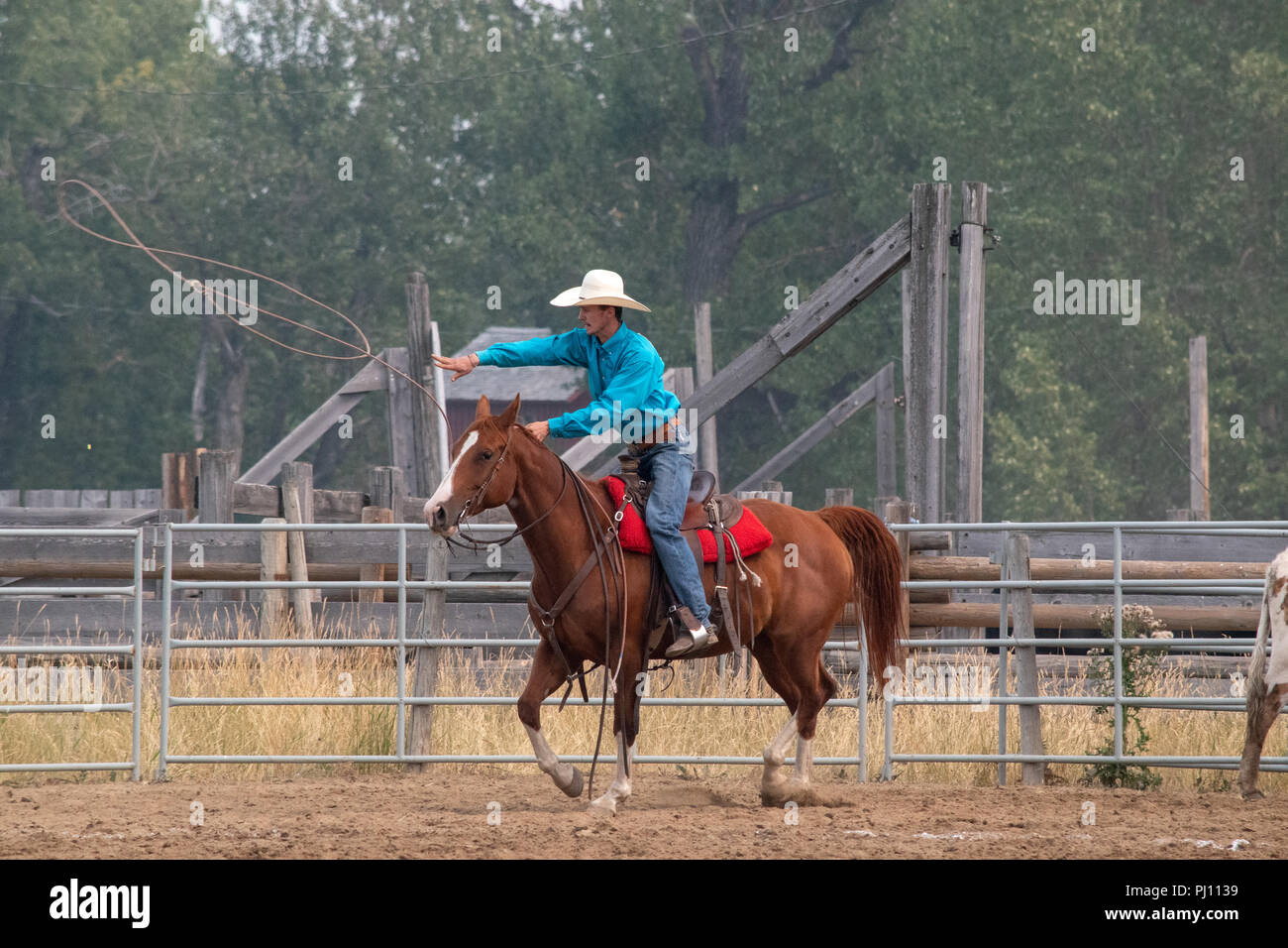 Cowboys concurrence dans l'altération des veaux à l'assemblée annuelle de la concurrence à rodeo ranch Bar U Ranch, Lieu historique national du Canada, Parcs Canada, Longview, Banque D'Images