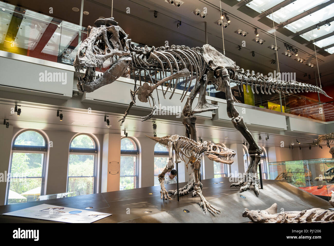 Le Musée d'histoire naturelle du comté de Los Angeles est le plus grand musée historique et naturel dans l'ouest des États-Unis. Ses collections : nw Banque D'Images