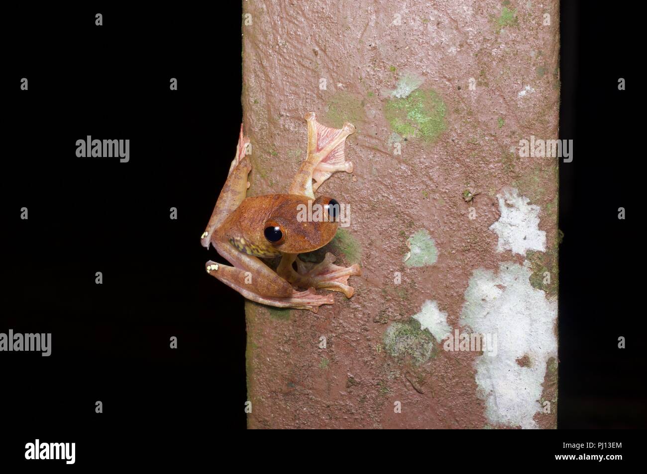 Une Grenouille Arlequin (Rhacophorus pardalis) dans la forêt tropicale dans la nuit dans le Parc National de Kubah, Sarawak, l'Est de la Malaisie, Bornéo Banque D'Images