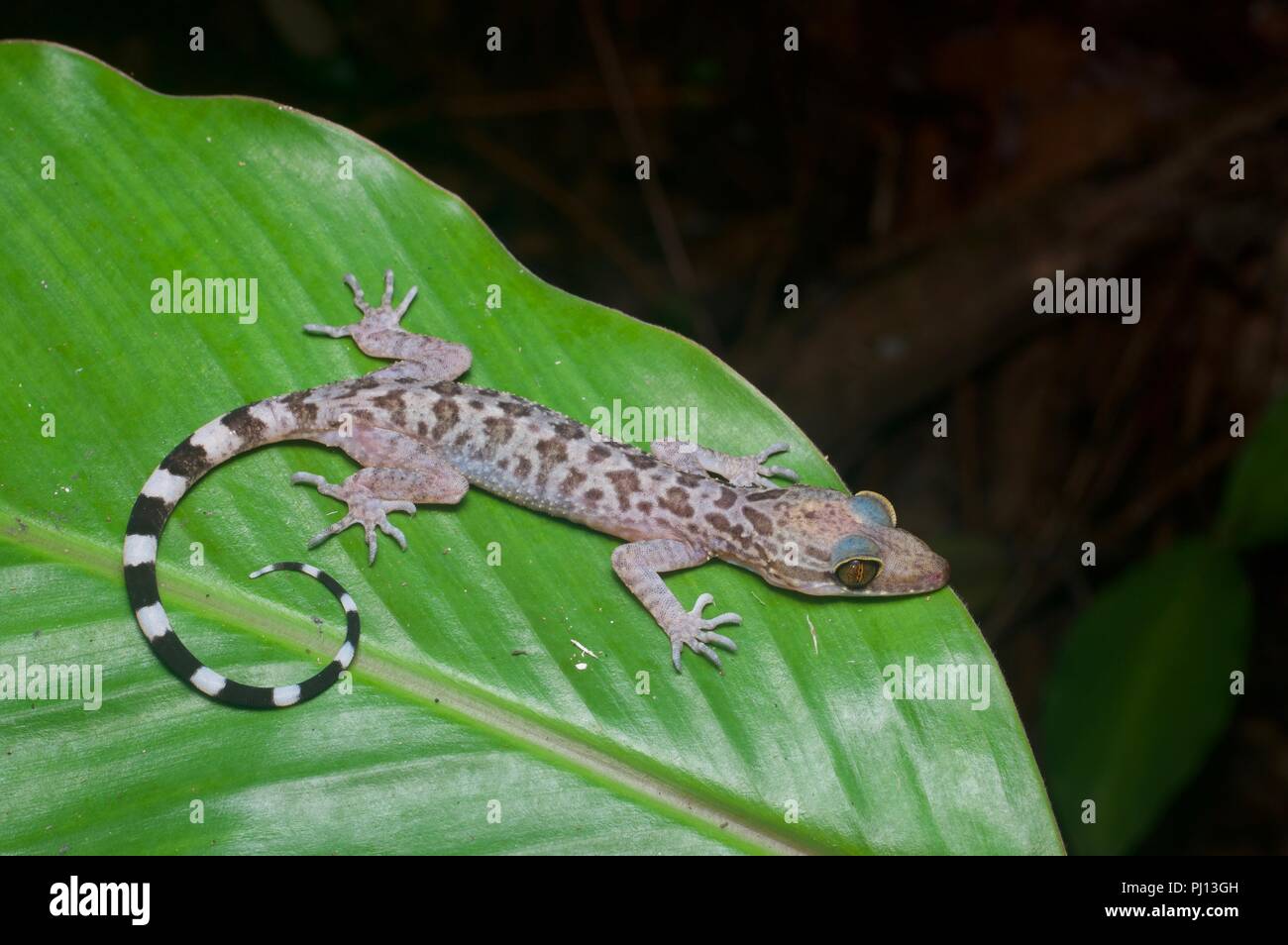 Un Inger est tordu-toed Gecko (Cyrtodactylus pubisulcus) dans la forêt la nuit dans la région de Kubah National Park, Sarawak, l'Est de la Malaisie, Bornéo Banque D'Images