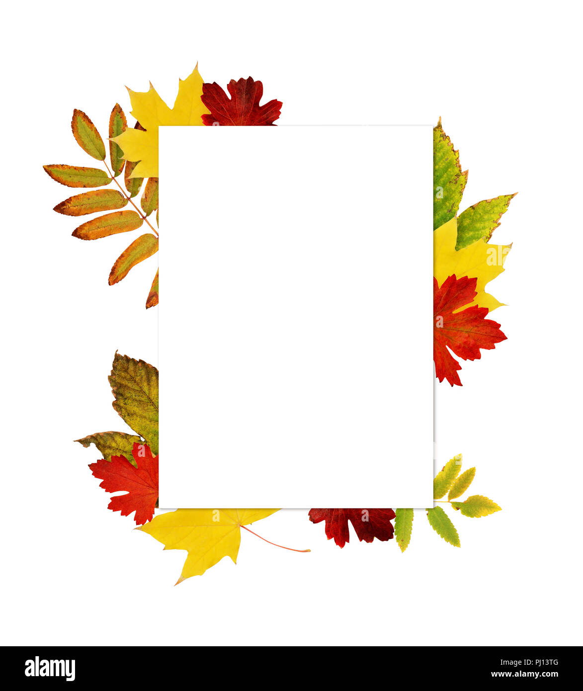 Carte vide avec l'automne les feuilles colorées isolé sur fond blanc. Vue d'en haut. Mise à plat. Banque D'Images