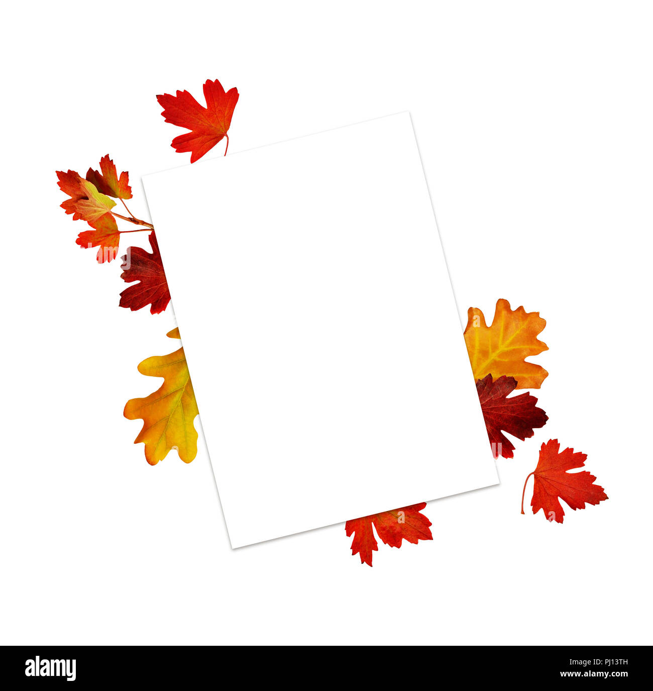 Les feuilles d'automne avec carte vide isolé sur fond blanc. Vue d'en haut. Mise à plat. Banque D'Images