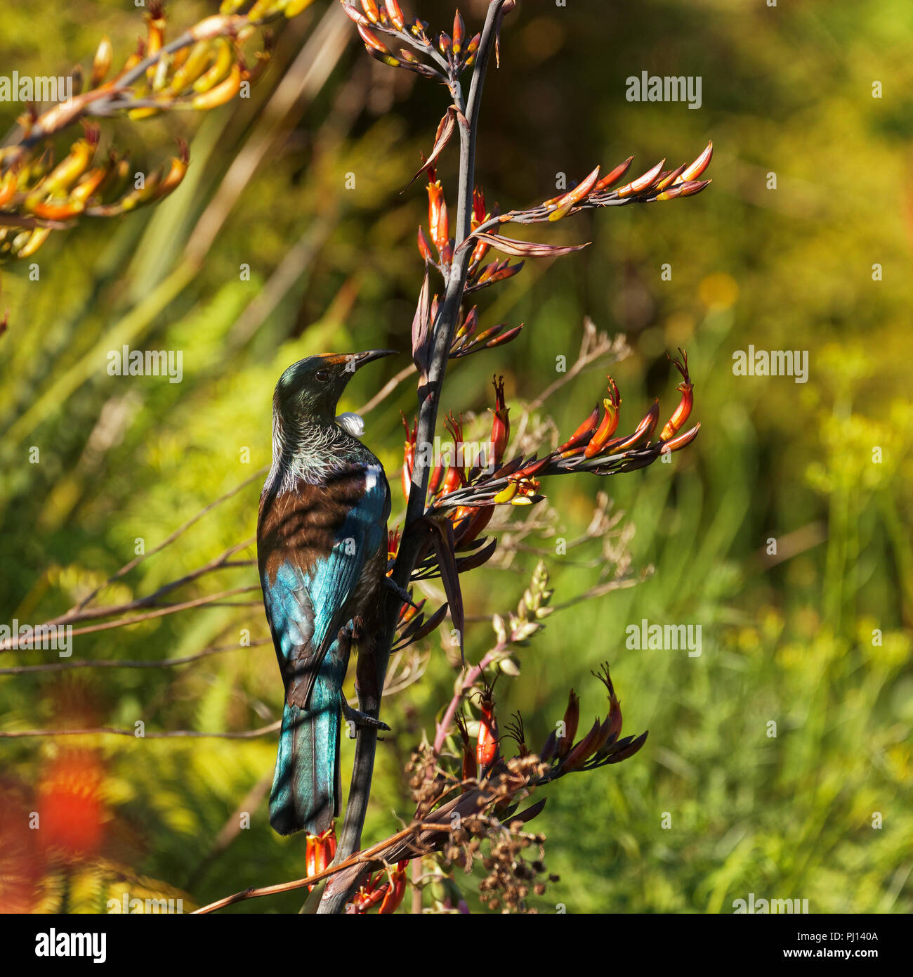 Tui, espèce d'oiseau endémique de Nouvelle-Zélande Banque D'Images