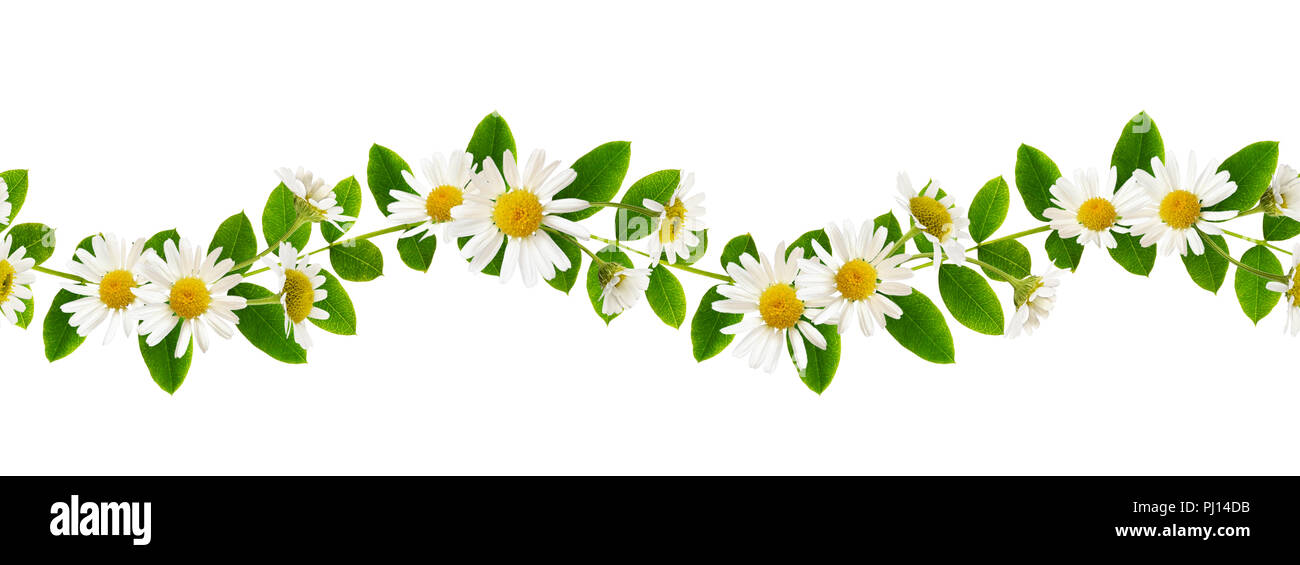 Feuilles vert frais de Siberian peashrub et daisy fleurs dans un modèle des Galapagos isolated on white Banque D'Images