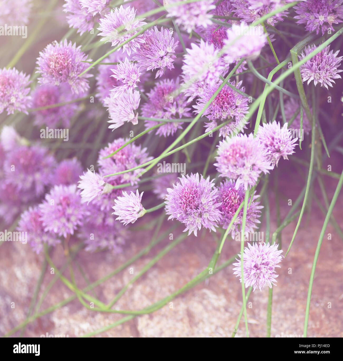 Libre de ciboulette oignon-floral background. Version filtrée. Banque D'Images