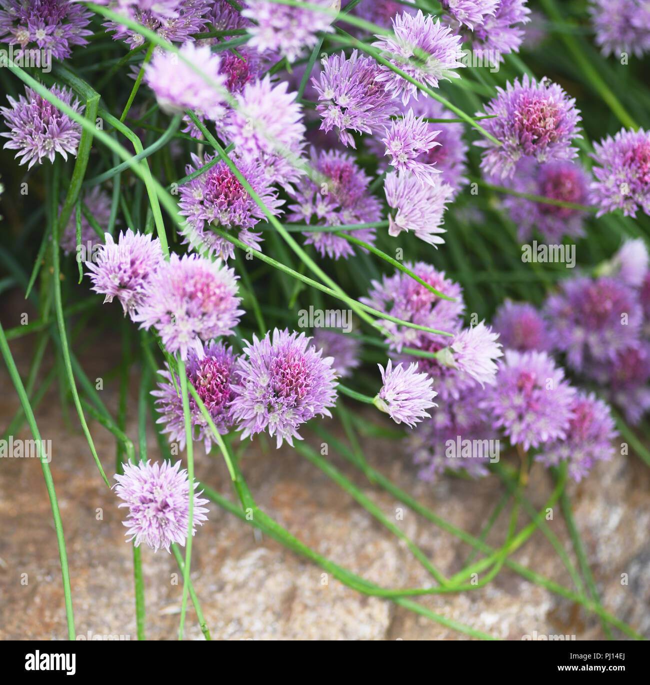 Libre de ciboulette oignon-floral background Banque D'Images
