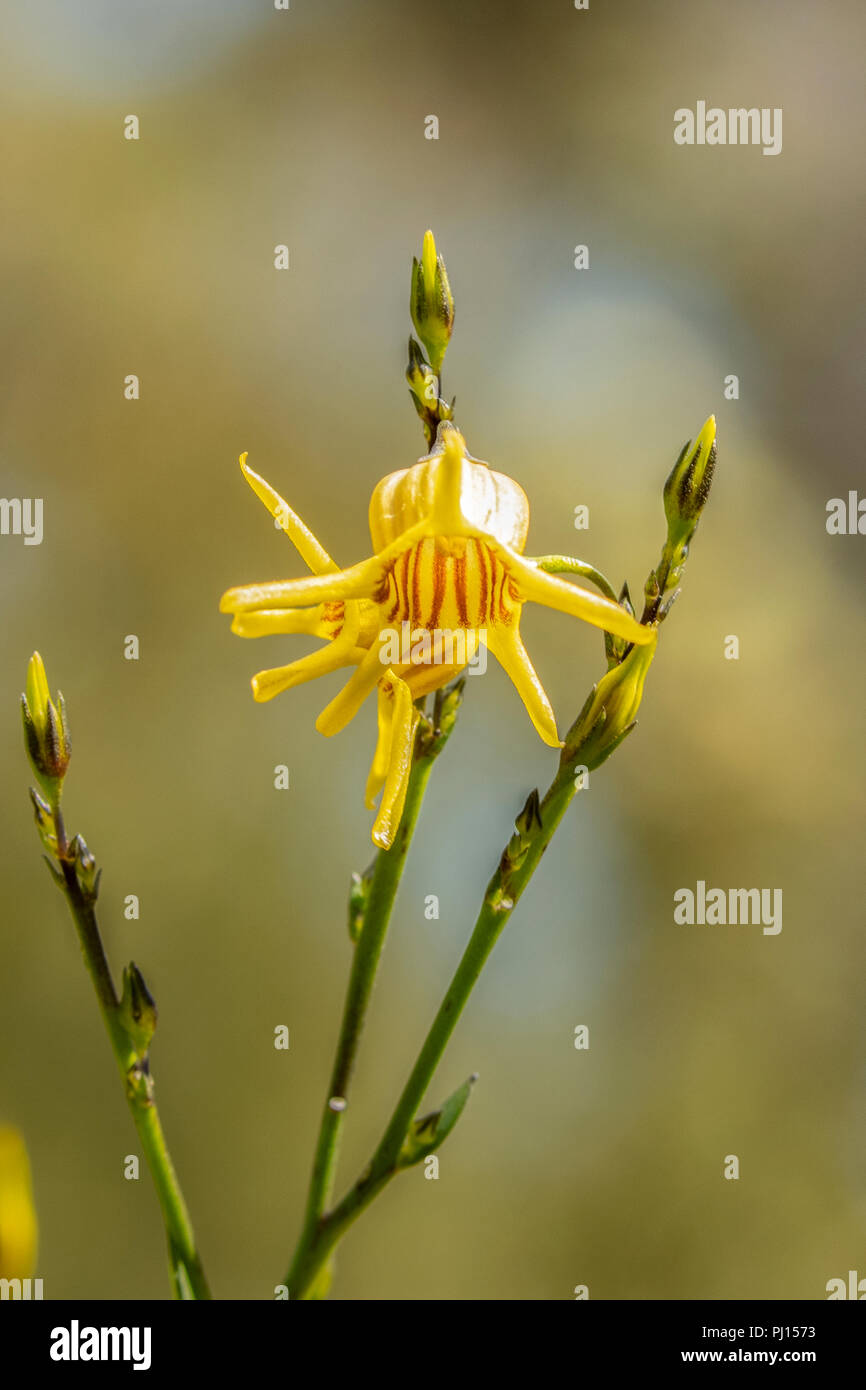 Anthocercis ilicifolia, Tailflower jaune à rayures rouges Banque D'Images