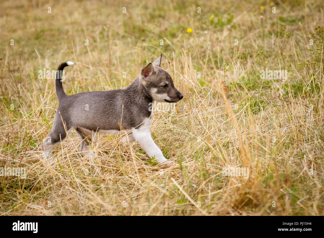 Cute little alaskan husky puppy in grass Banque D'Images