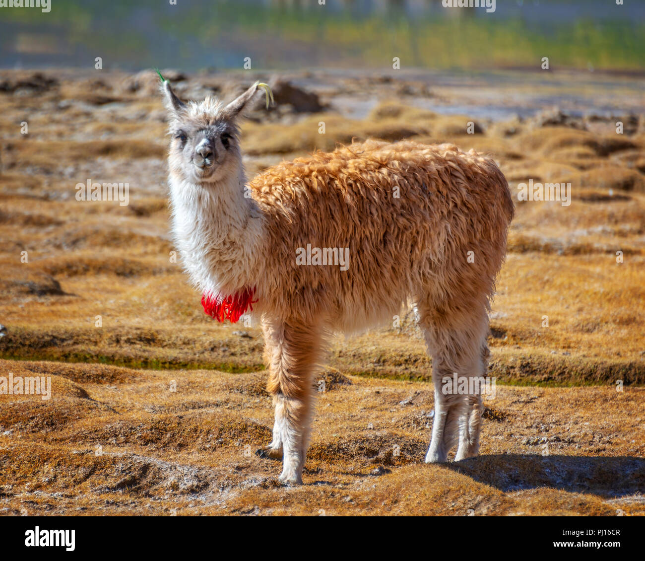 Portrait d'un lama regardant la caméra en Bolivie, Amérique du Sud Banque D'Images