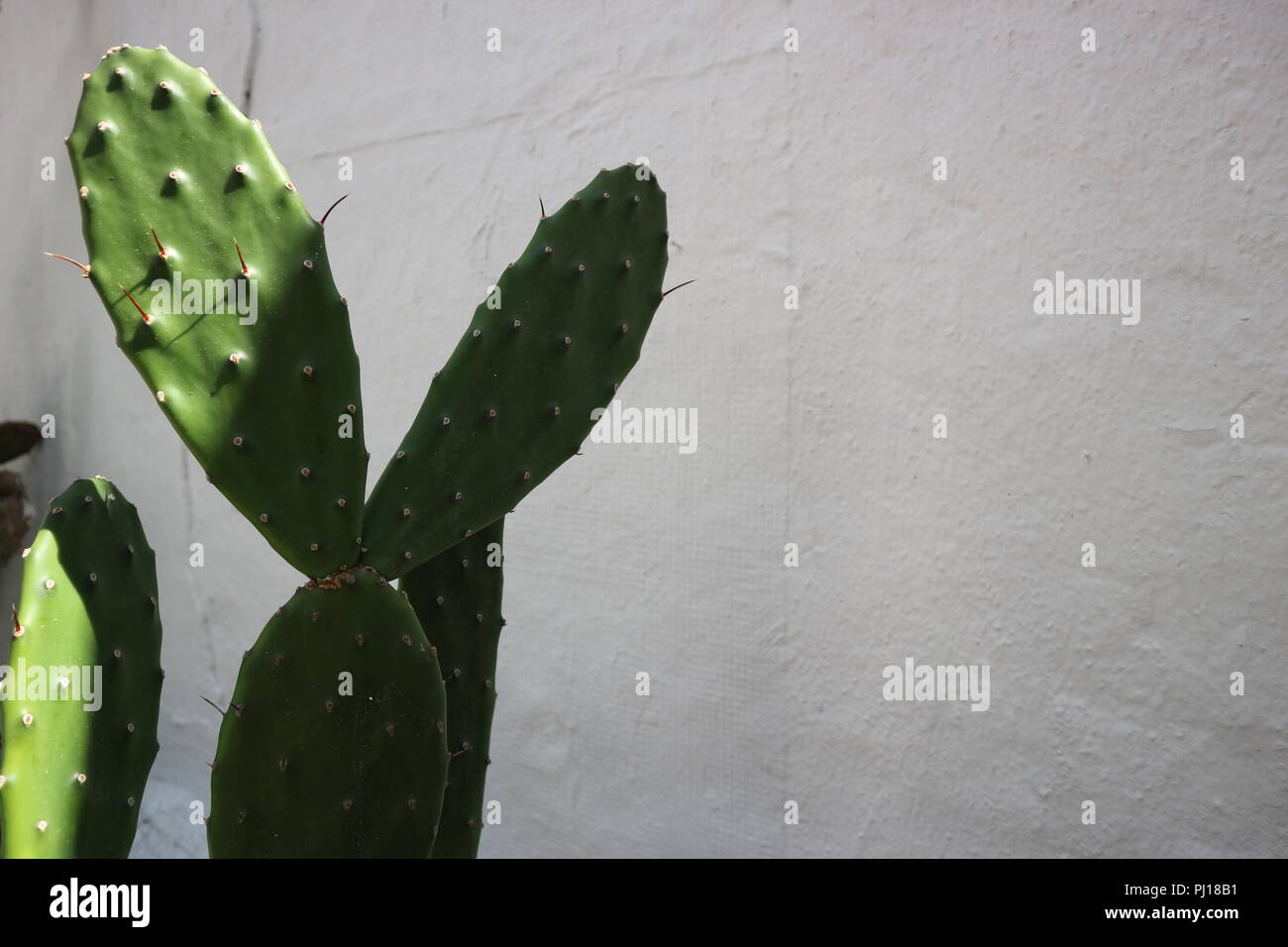 Cactus Banque D'Images