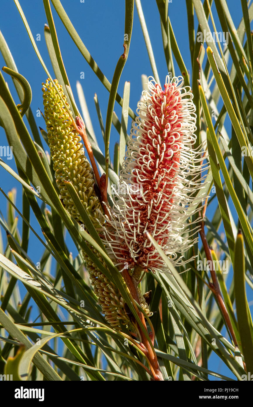 Hakea francisiana, herbe-feuille Hakea Banque D'Images