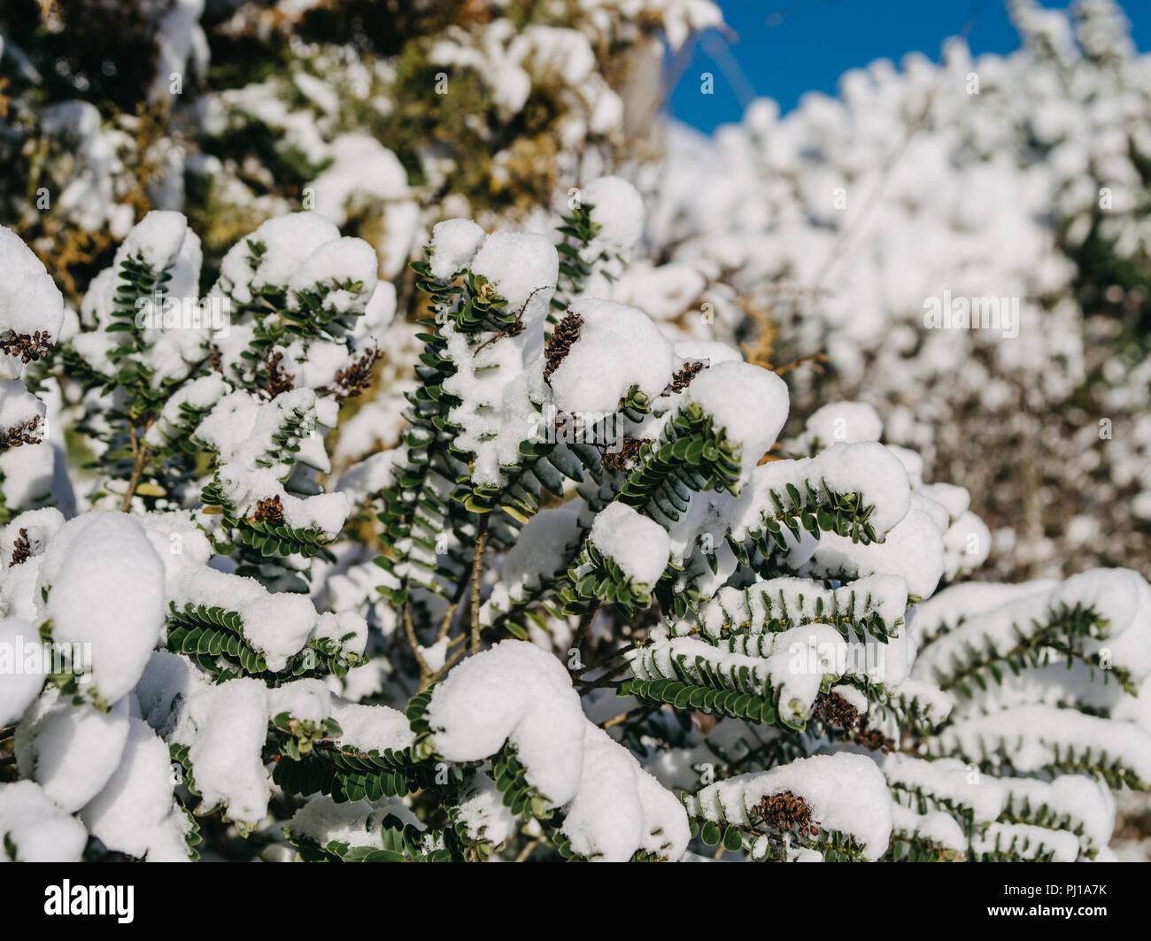 Les buissons couverts de neige, de l'Irlande Banque D'Images