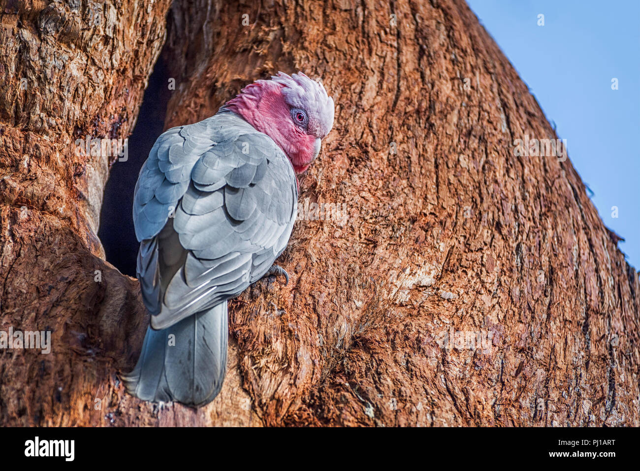 Les jeunes cacatoès à poitrine rose assis dans un arbre, de l'Australie-Occidentale, Australie Banque D'Images